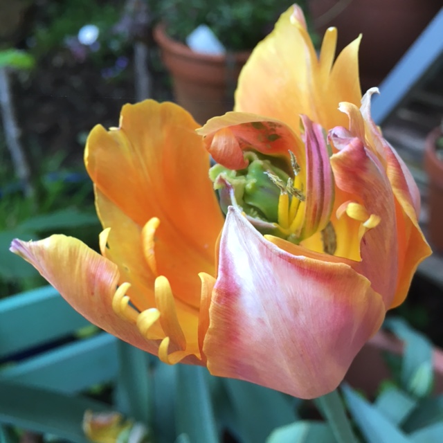 A faded and wilting orange tulip in front of a green chair and terracotta pots. Do you feel like how this tulip looks? You may need to tackle toxic productivity and improve your work life balance