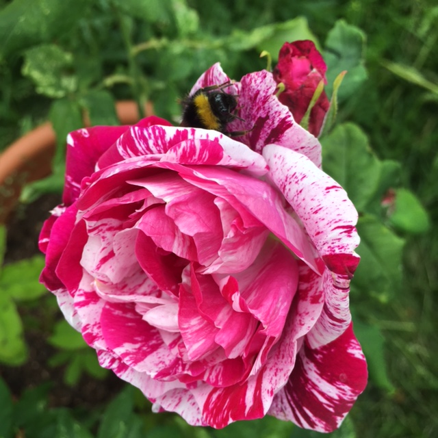 image of Ferdinand Pichard with bee