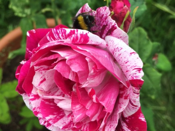 3 compelling reasons why you should grow a stunning rose in your tiny&nbsp;garden