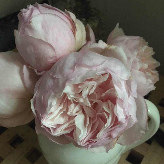 Rose Generous Gardener