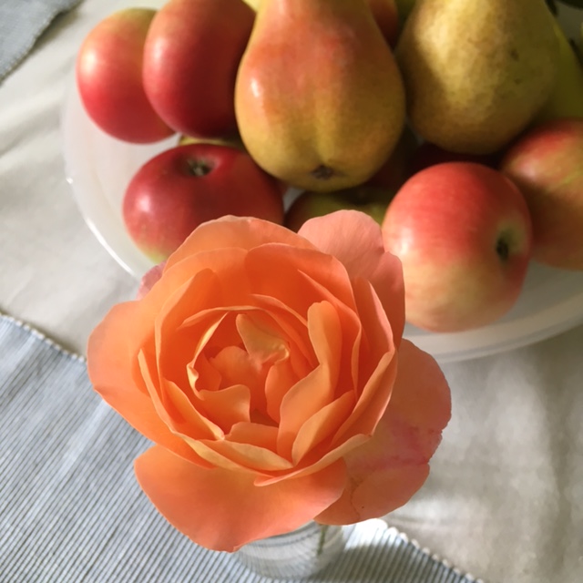 Rose Lady Emma Hamilton (and a fruit bowl of apples and pears)