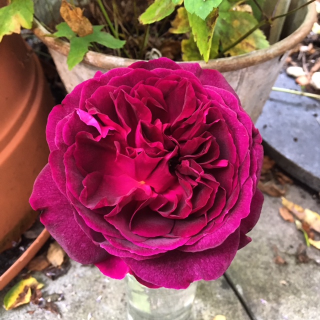 Rose Munstead Wood