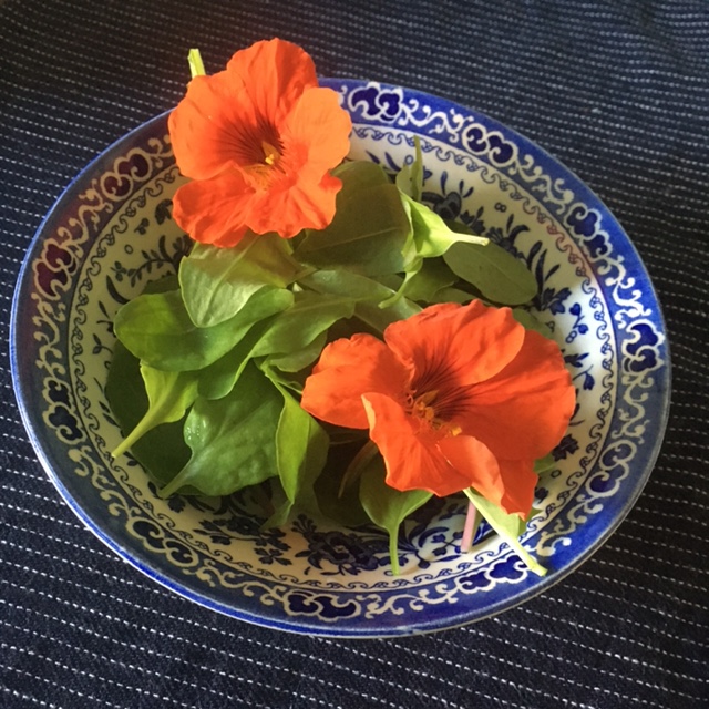 A bowl of salad topped with bright orange nasturtiums. 