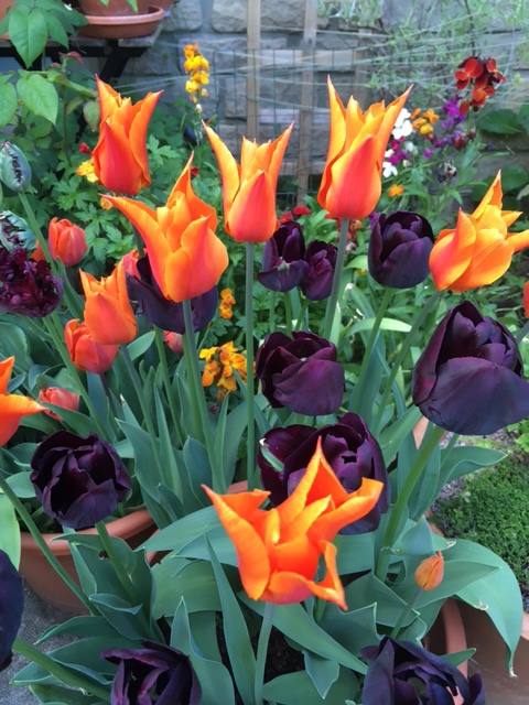 A mixture of bold orange and dark purple tulips.
