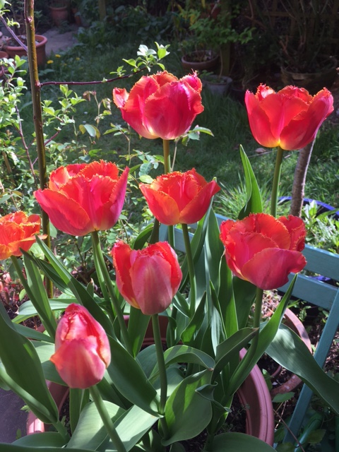 Bright red/coral tulips.