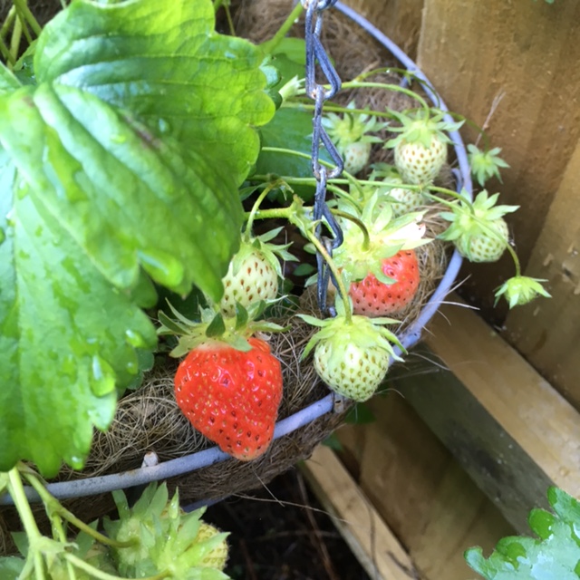 Strawberries growing in a hanging basket.