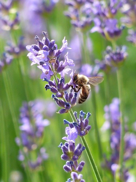 A bee resting on lavender.