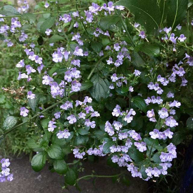 Small lavender purple nepeta flowers.