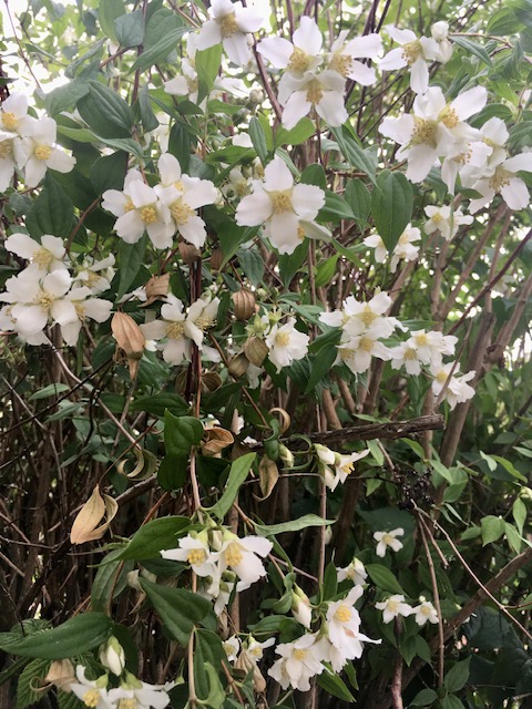 white flowers on a philadelphus