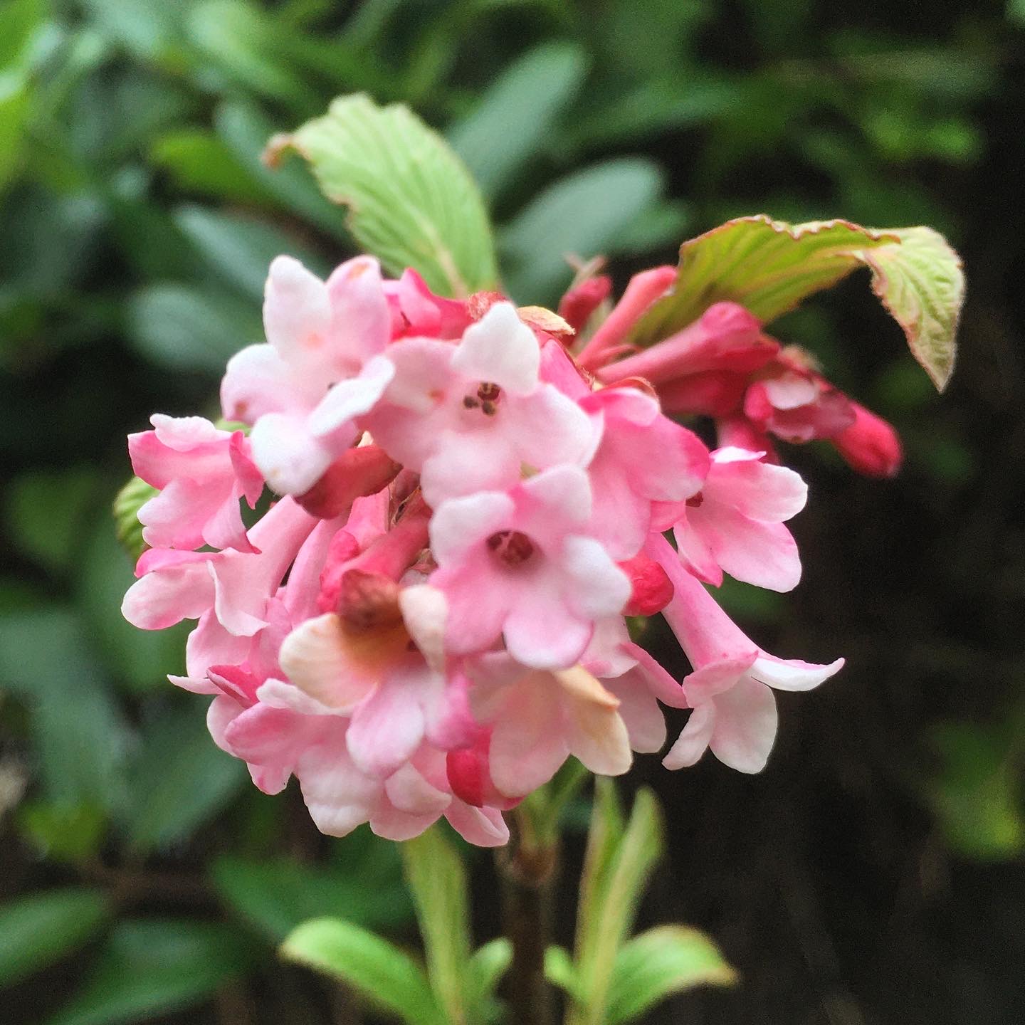 Pink flowers of a viburnum.