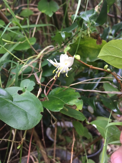 white honeysuckle in a hedgerow