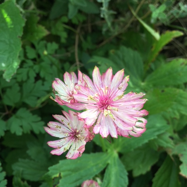 Pink astrantia.