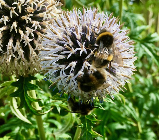 A bee sitting on white echinops.