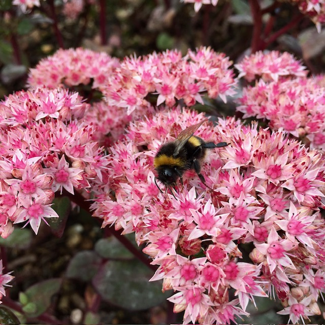 Bee on pink sedum.