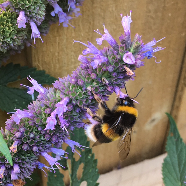 A fluffy bee on purple agastache.