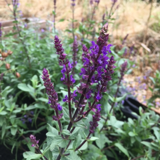 Purple salvia.