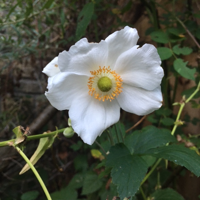 White Japanese anemone.