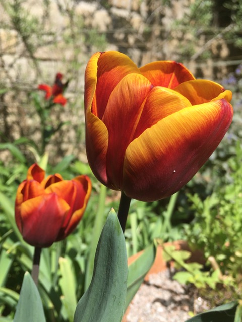 Tulip "Abu Hassan".