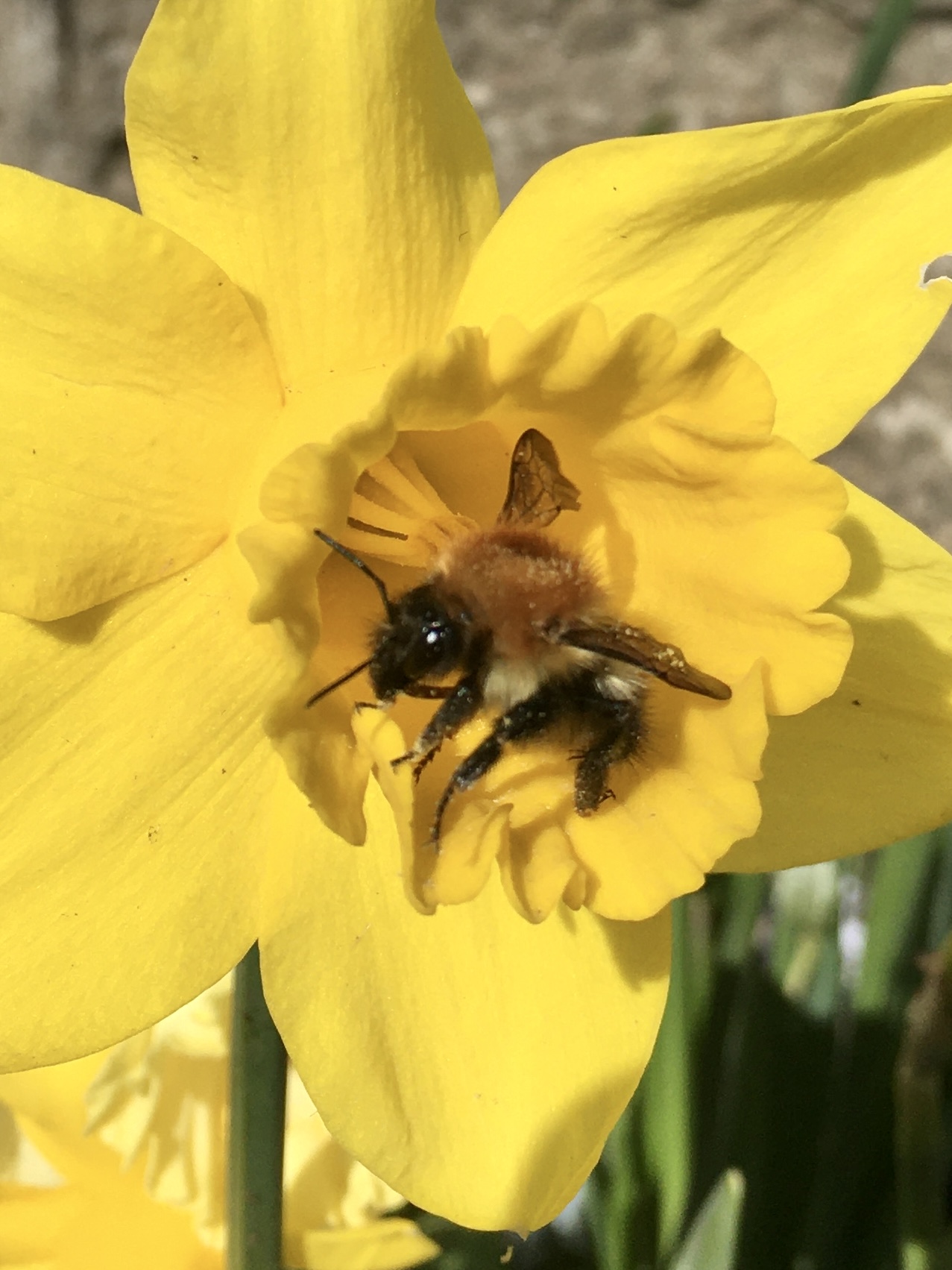 A fluffy bee sits in the trumpet of a bright yellow daffodil.