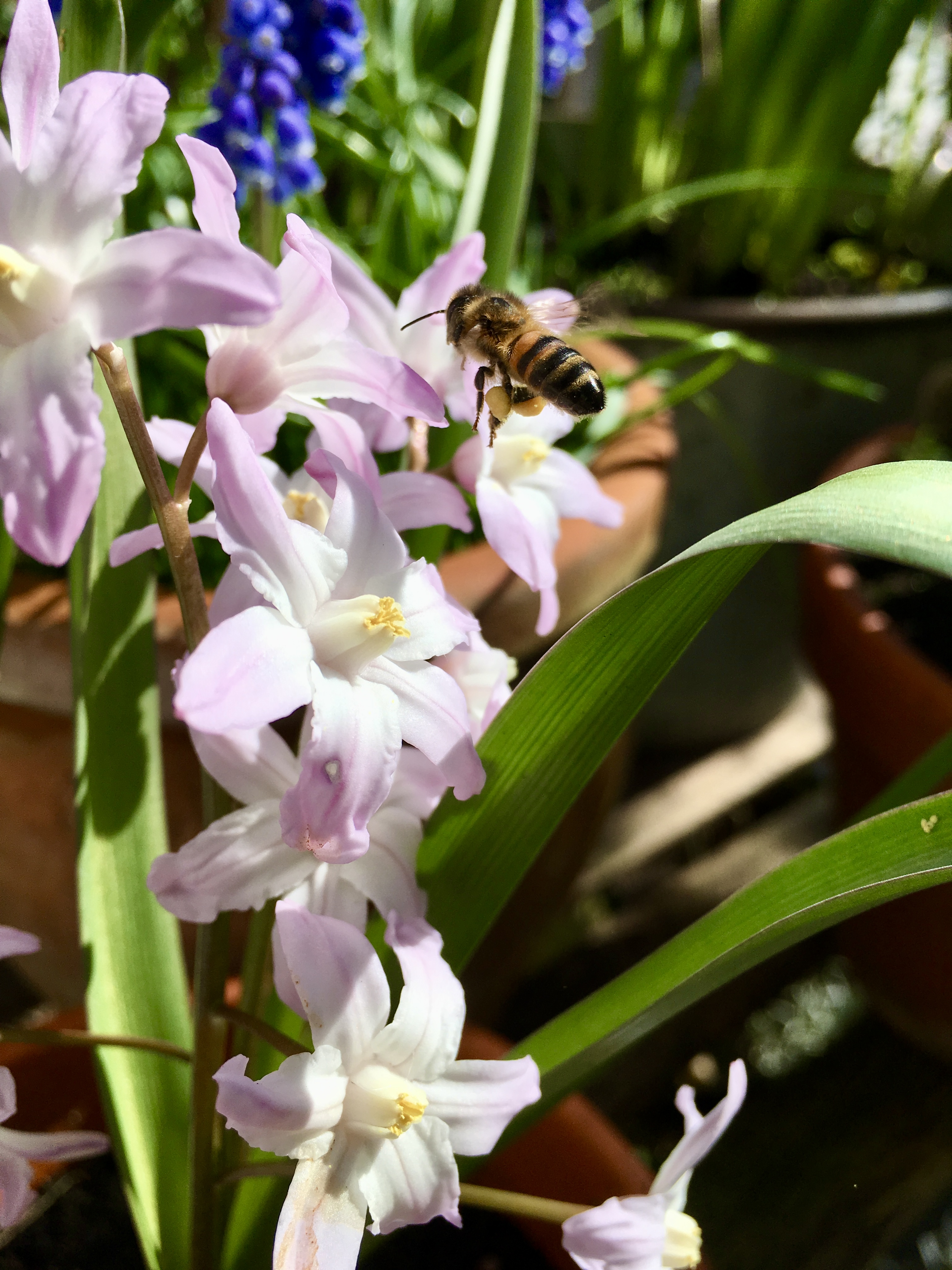 A bee feeds from a pale purple and white chionodoxa.