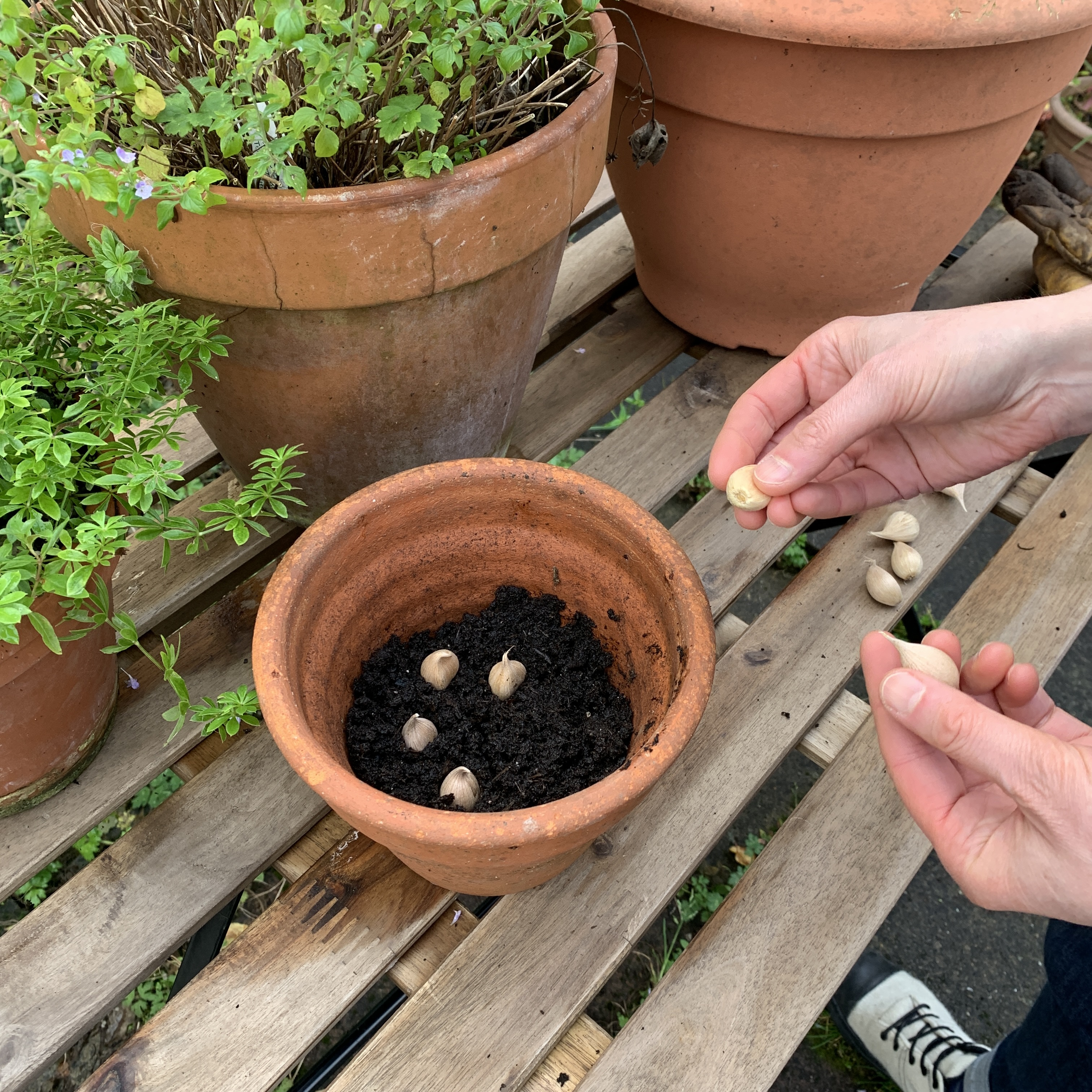 Dwarf iris bulbs being planted in a terracotta pot.