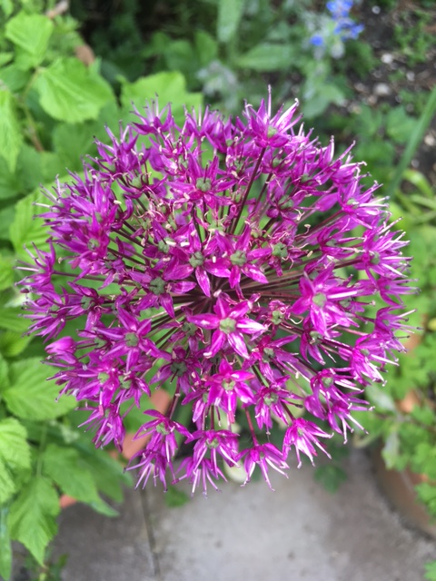 Purple alium.