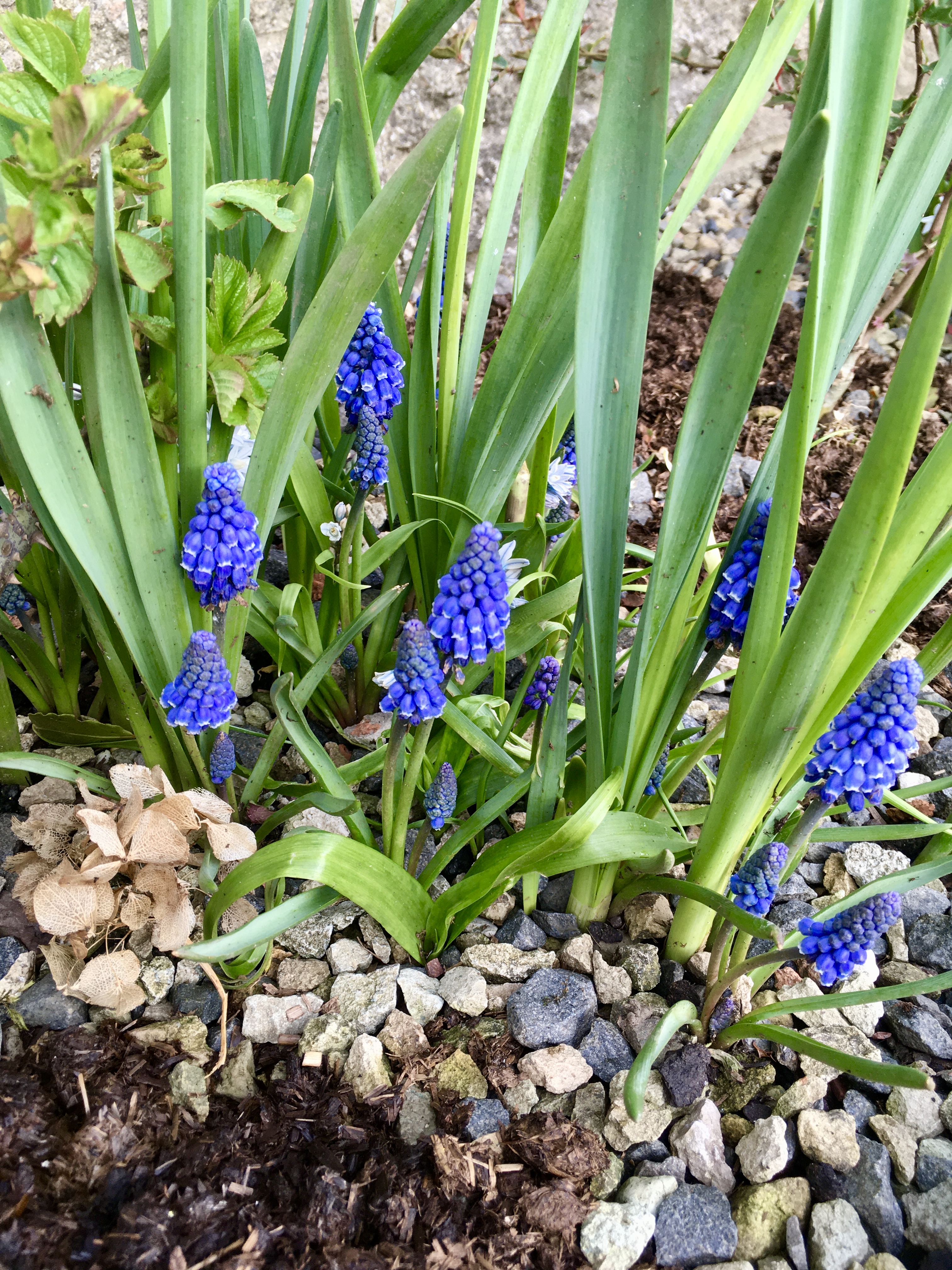 Muscari flowers and foliage.