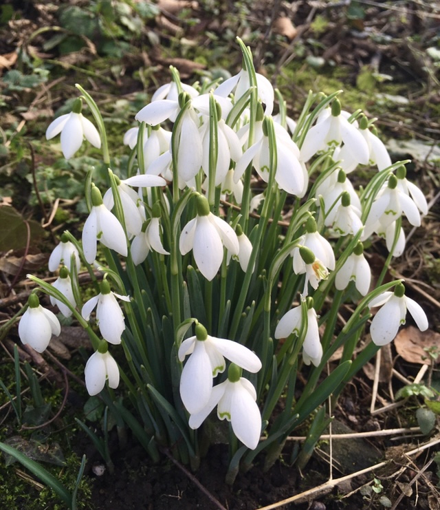 Snowdrops in the wild.