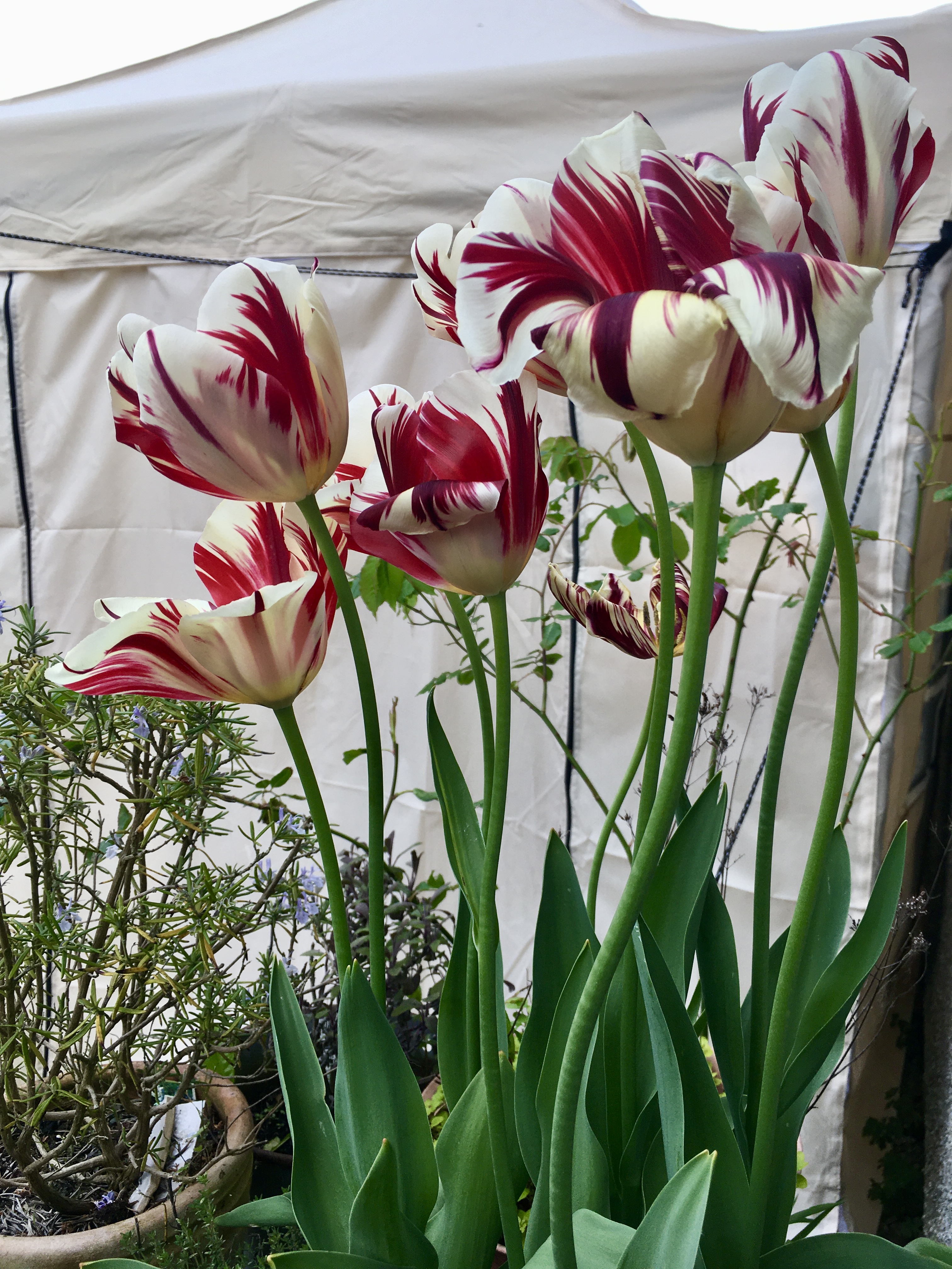 Tulips "Grand Perfection", silky cream petals with crimson veining.
