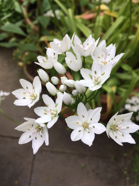 White alium cowanii.
