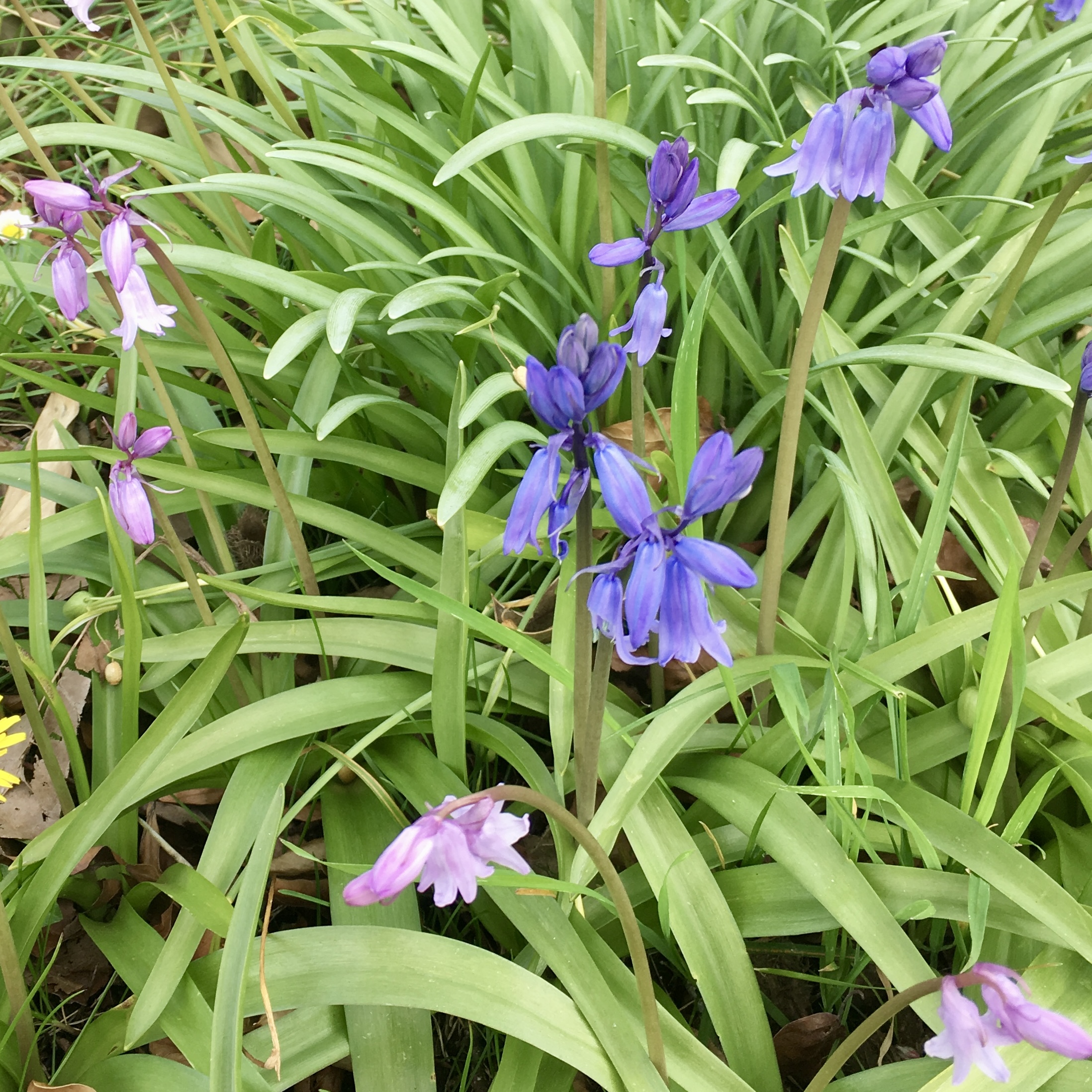 Wild bluebells in varying shades.