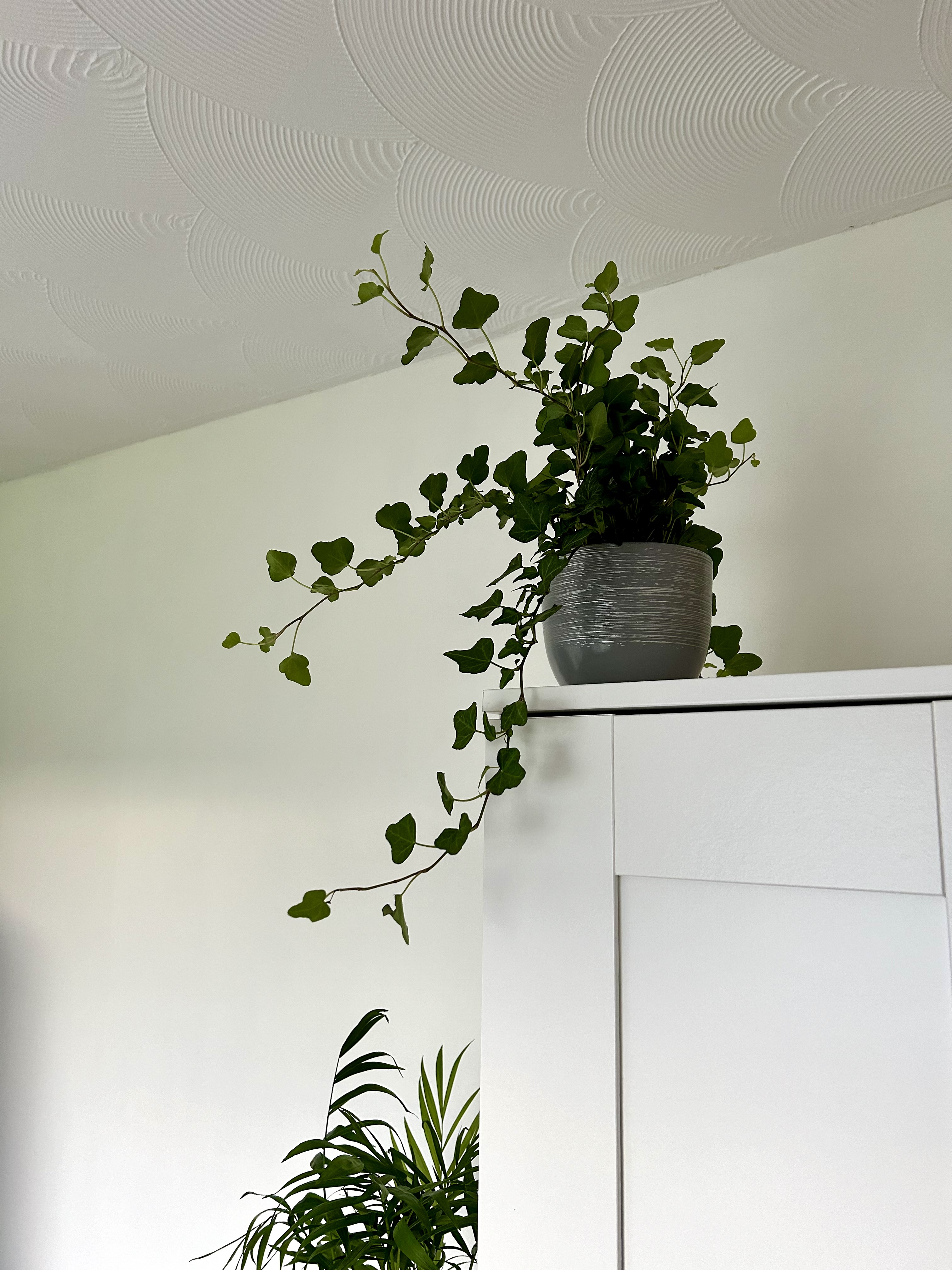 An ivy in a pot on top of a wardrobe.