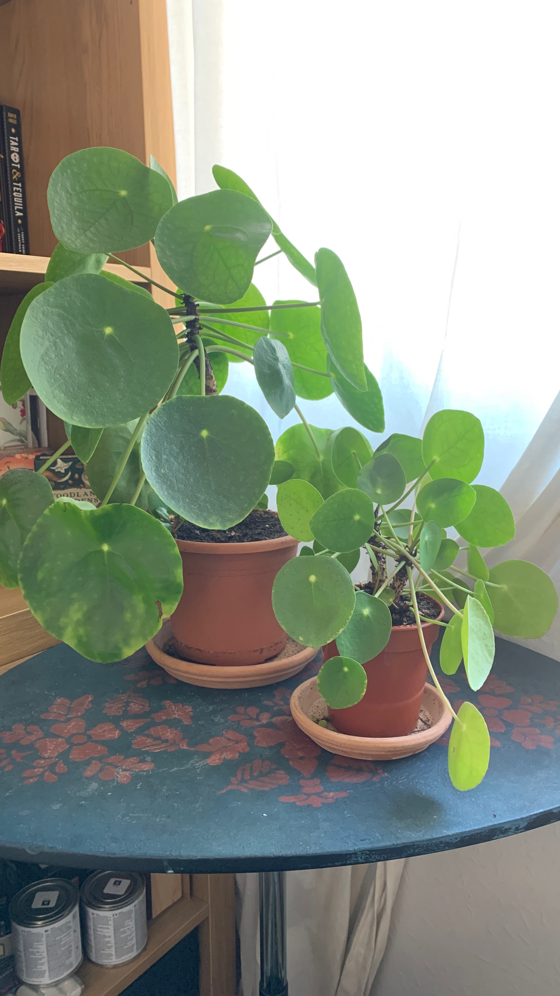 Pilea peperomioides and baby plant.