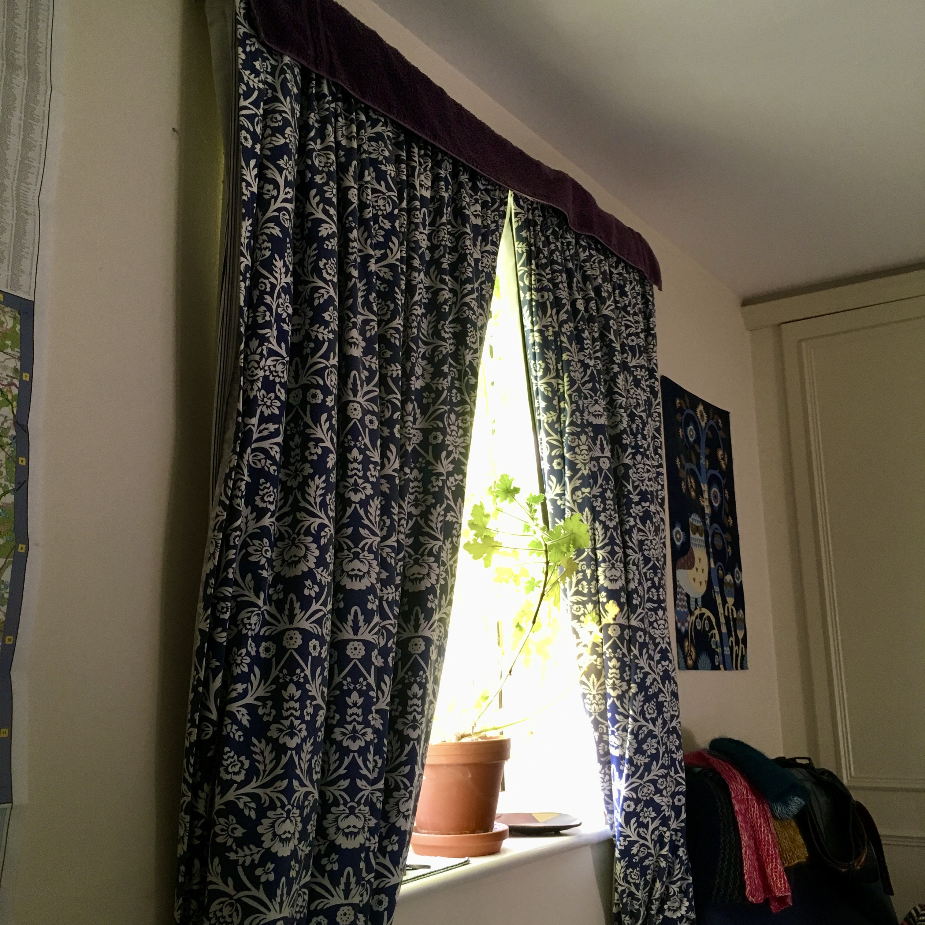 a pelargonium on a windowsill