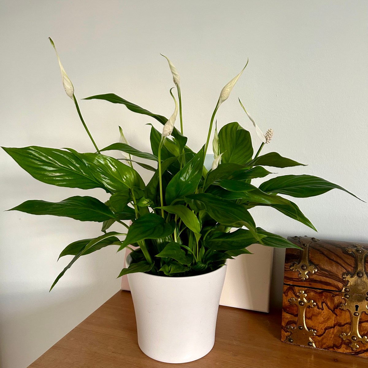 5 stunning easy care houseplants to boost your&nbsp;wellbeing