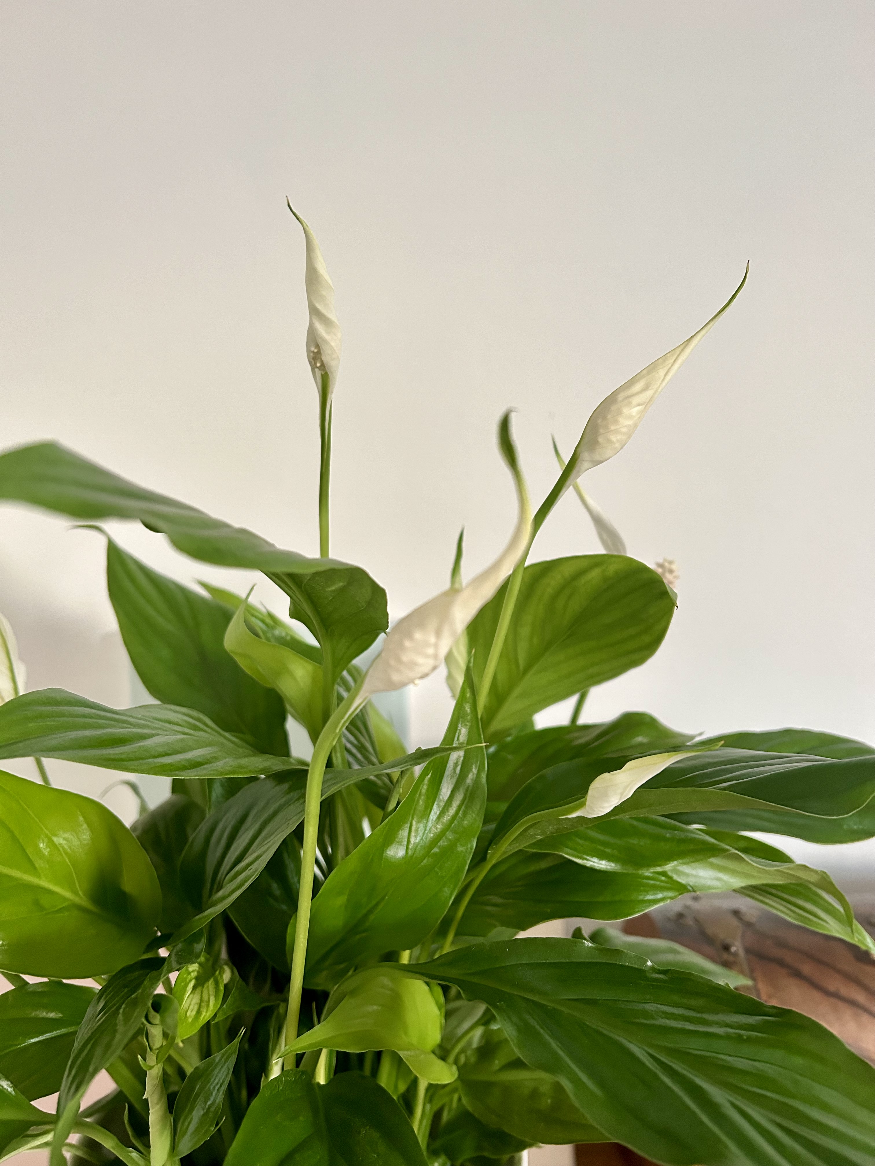 Peace lily flowers.