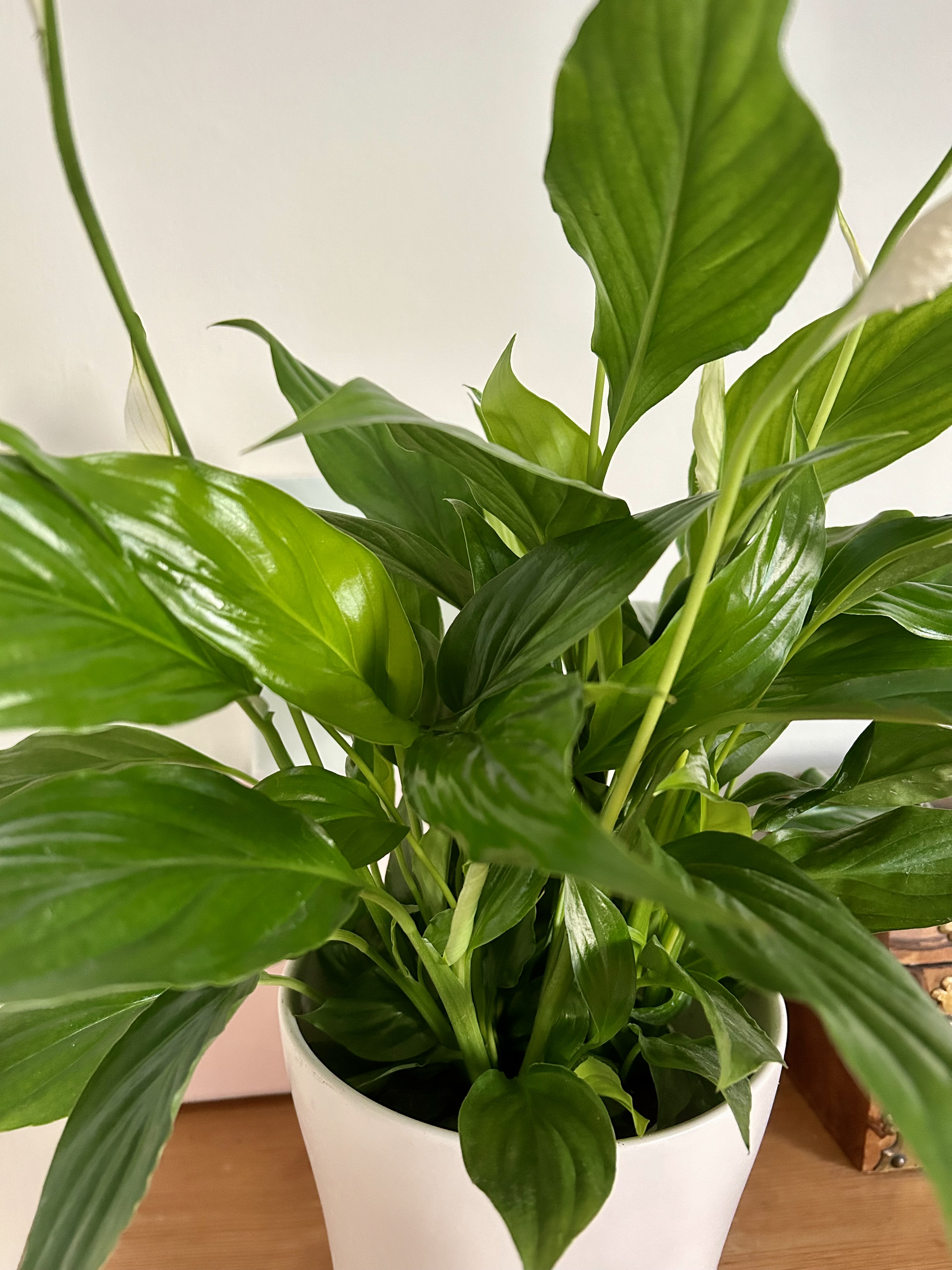 Peace lily foliage.