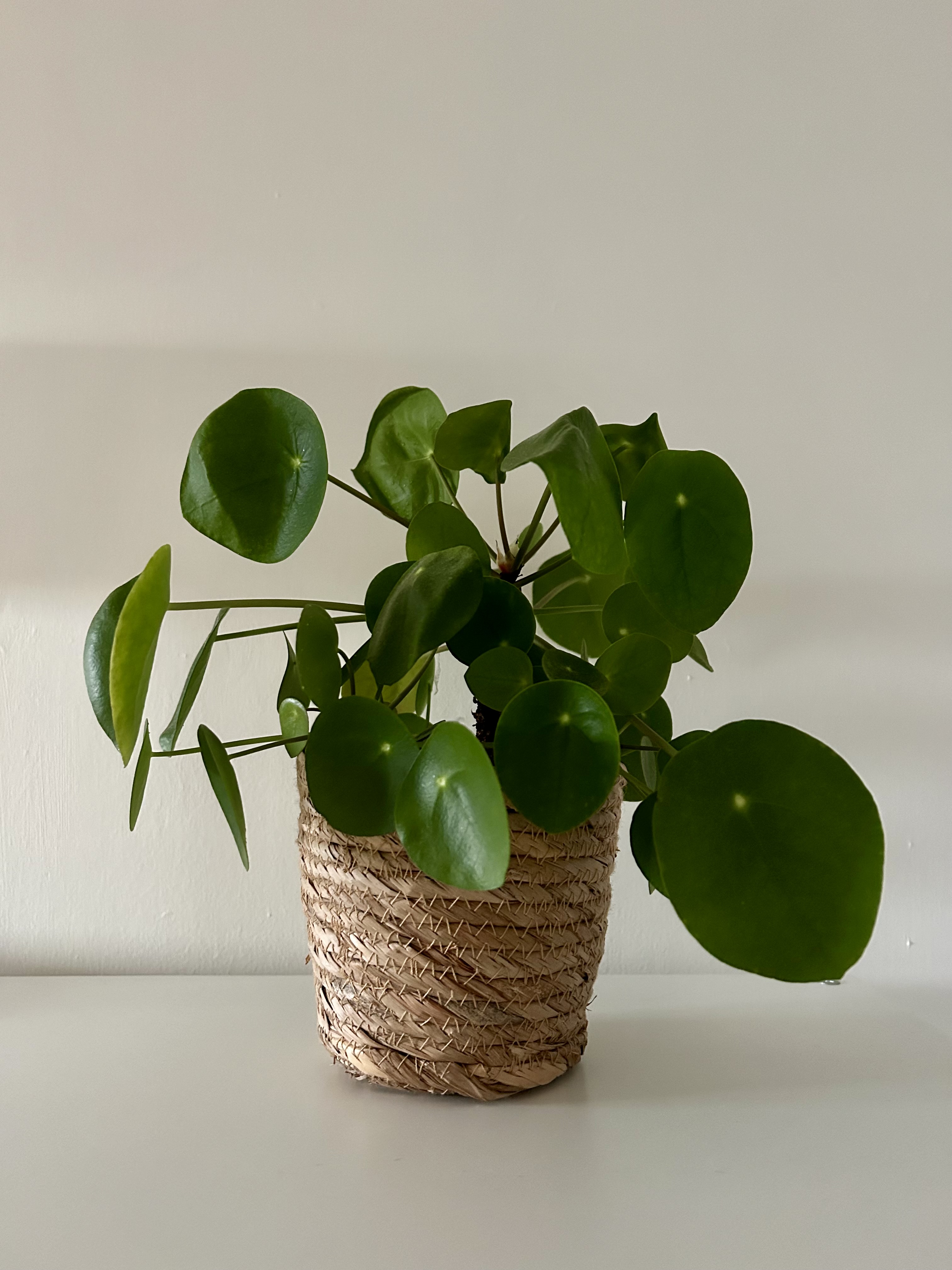 Pilea peperomioides.