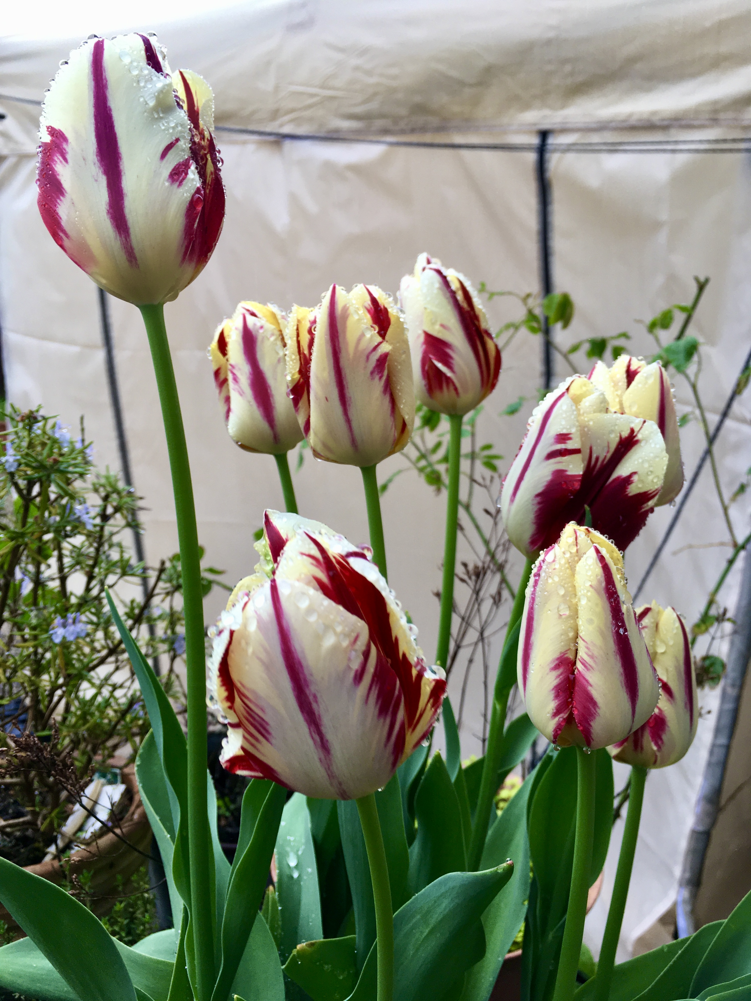 Cream and red striped tulips.