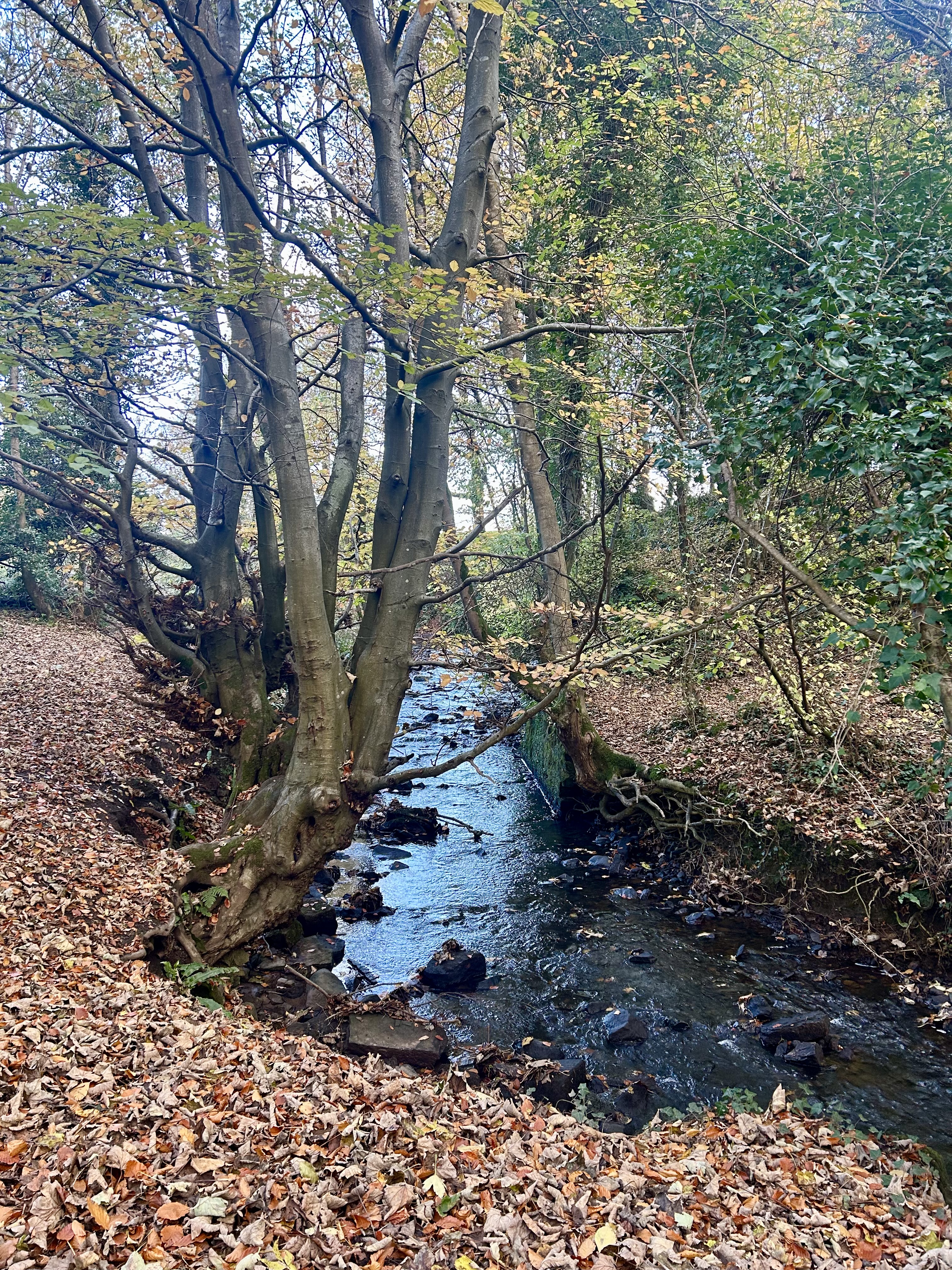 Image of woodland stream.