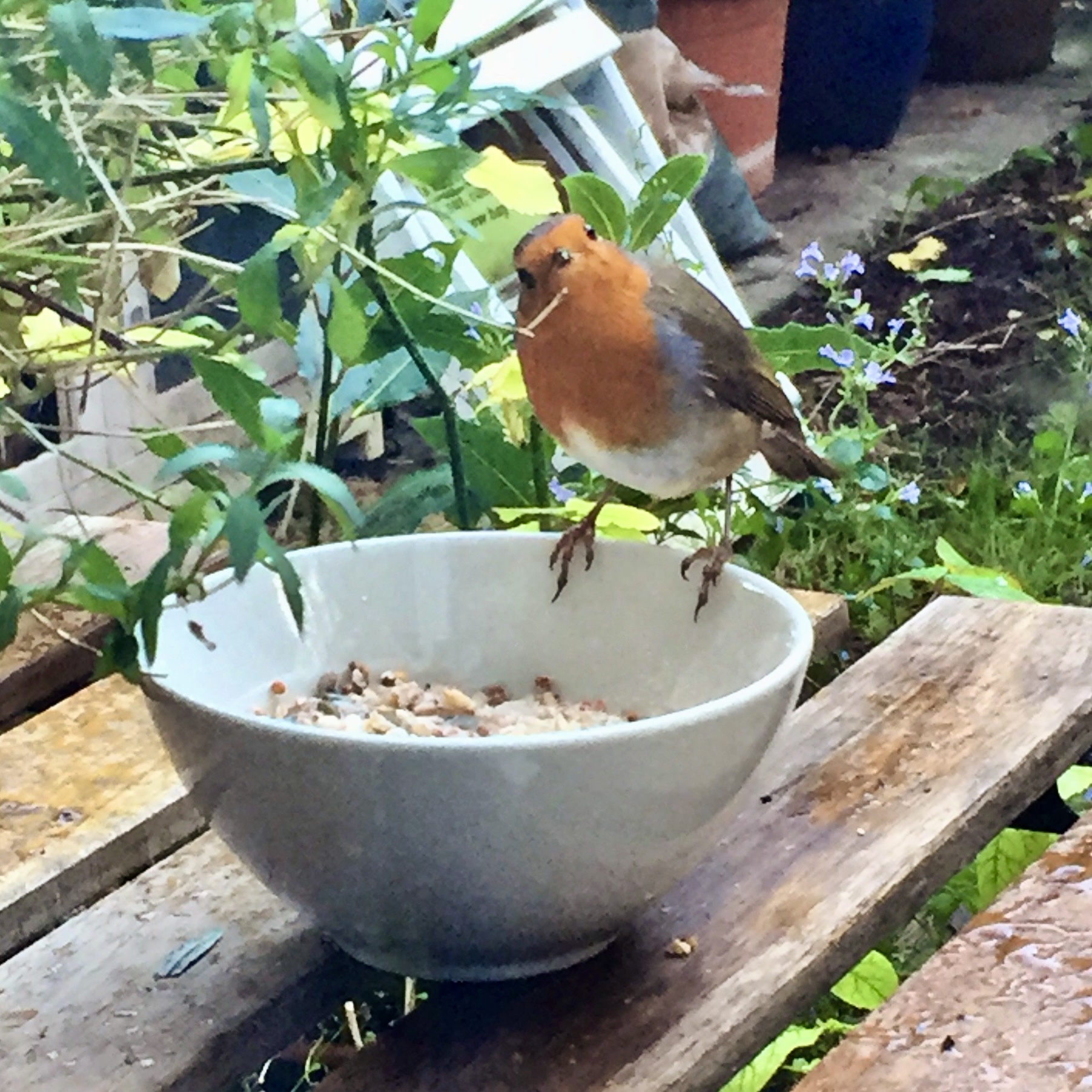 A robin looks quizzically at the camera, it is sitting on the edge of a bowl fitted with seeds and suet.