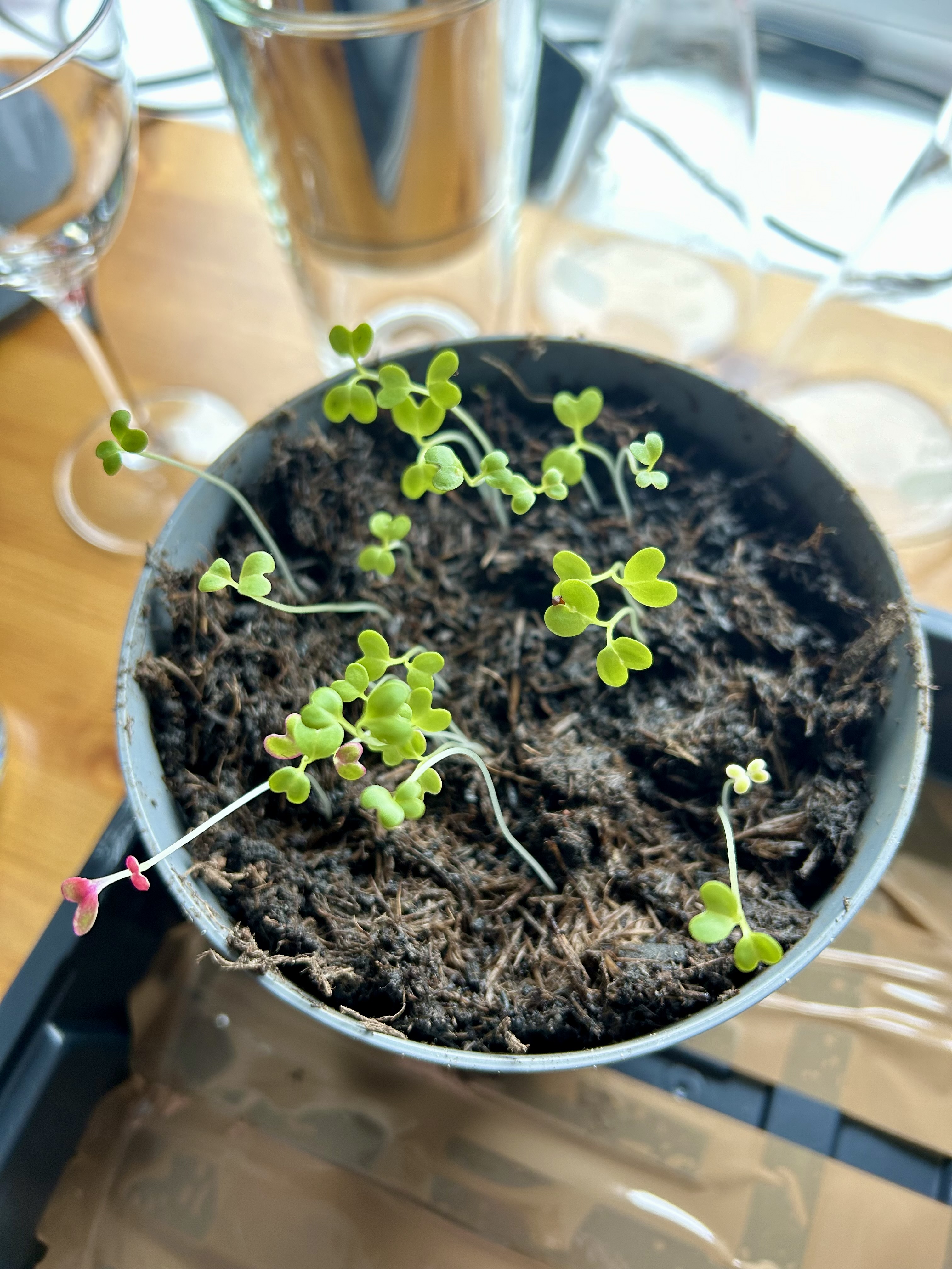 Tiny green shoots erupting from a plastic pot of compost.
