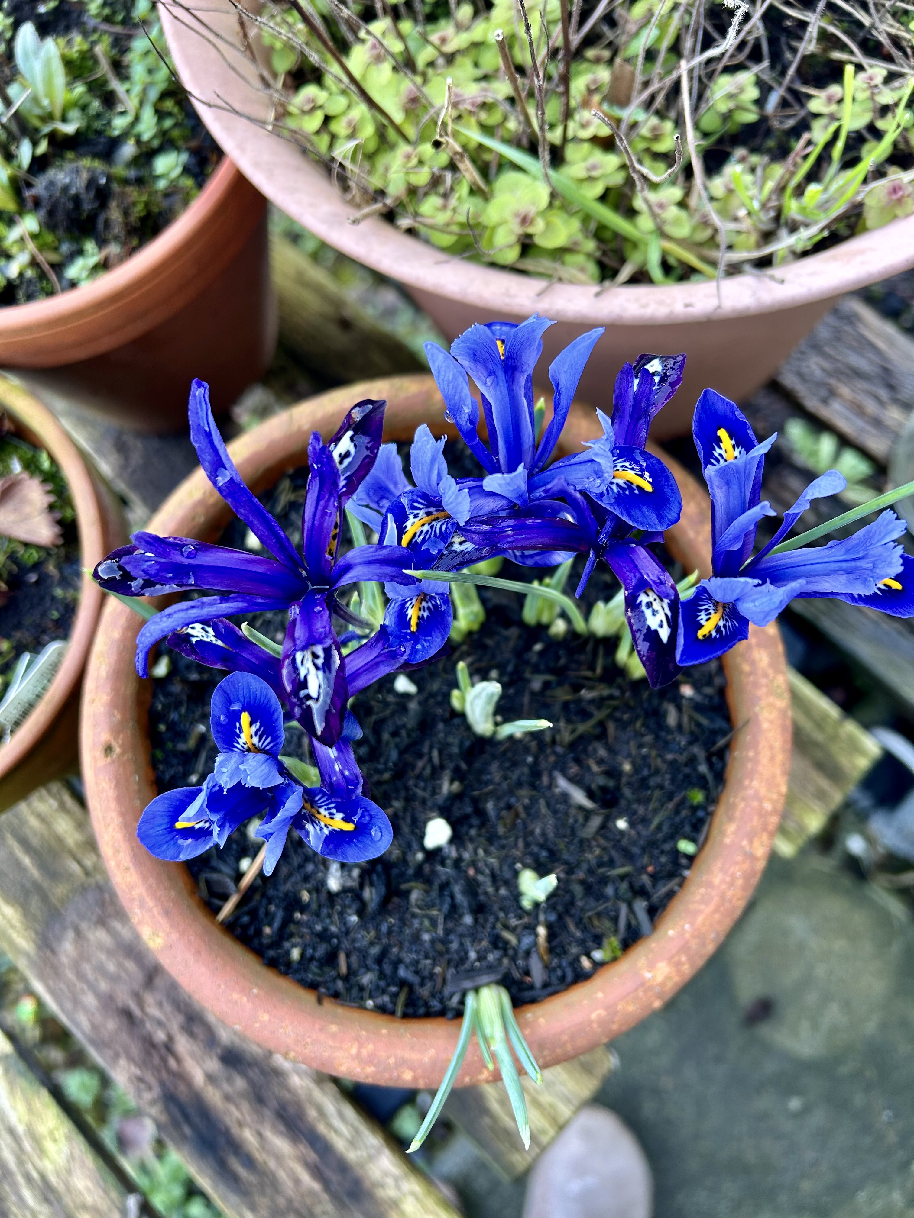 Cobalt blue and indigo dwarf irises blooming in a sodden terracotta pot.