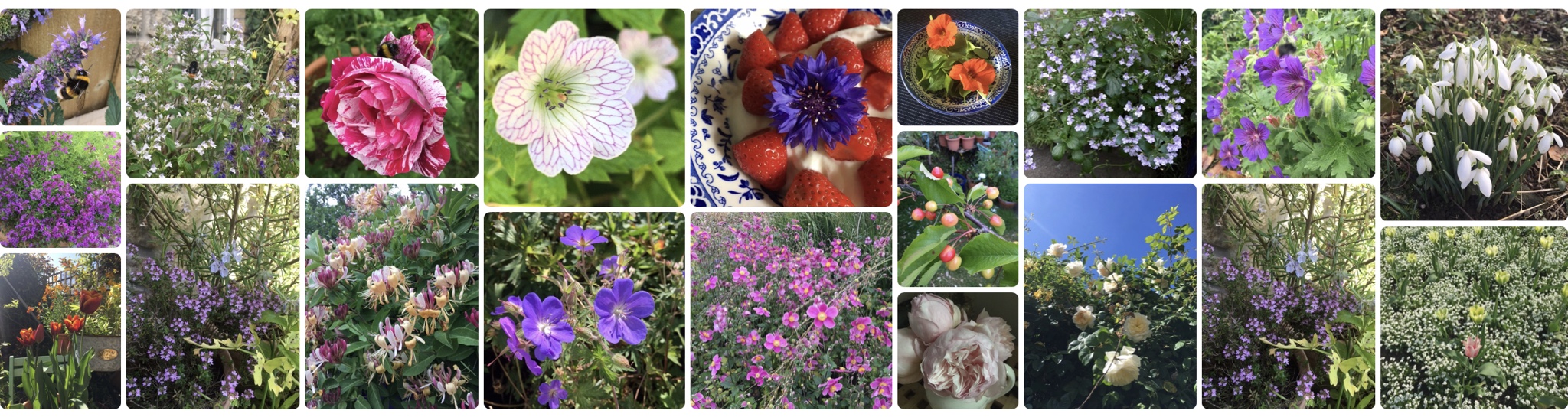 a tiled gallery of photographs of flowering plants
