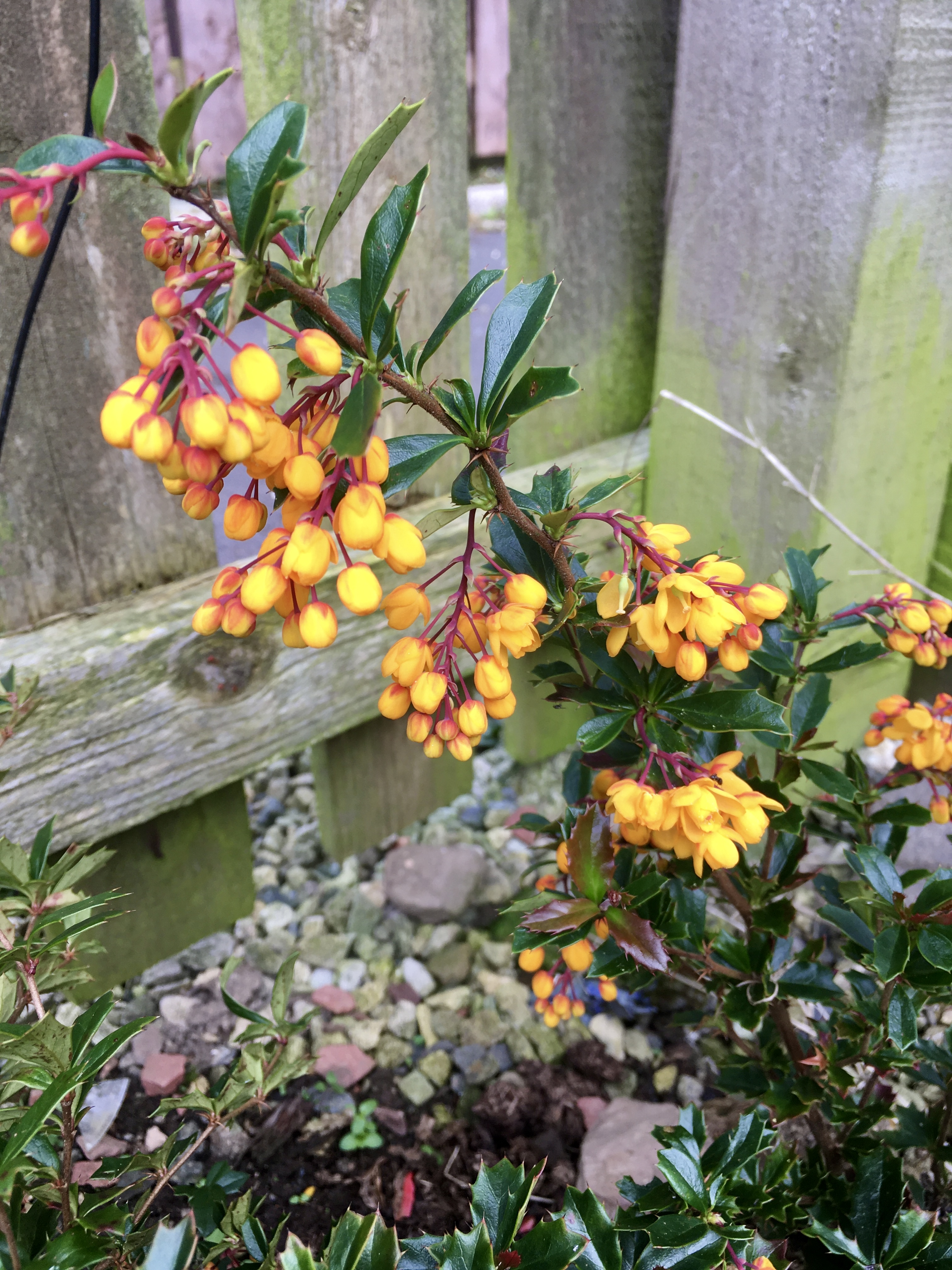 Luminous orange flowers and buds on a beberis plant.