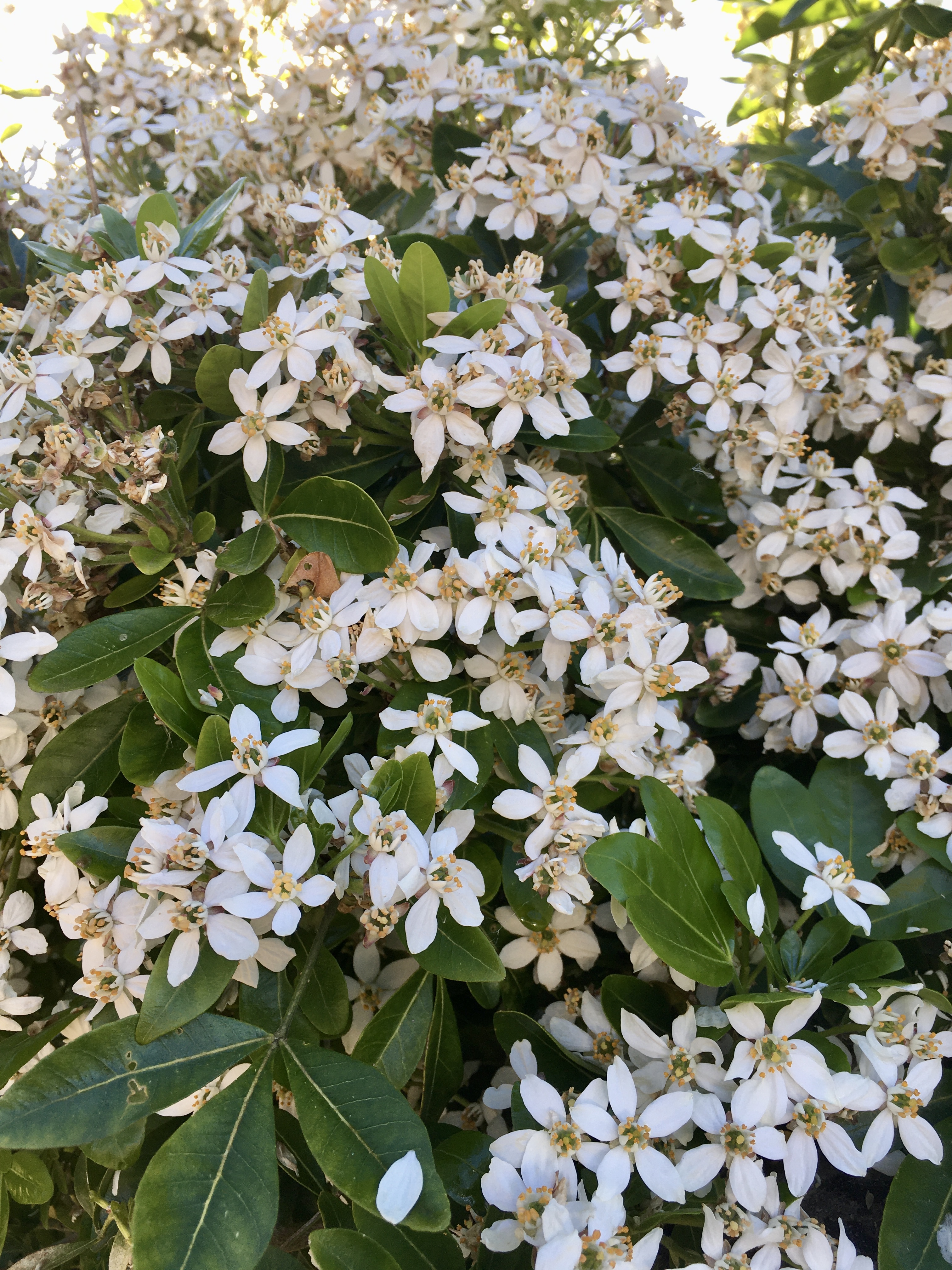 An abundance of white, star shaped choisya.