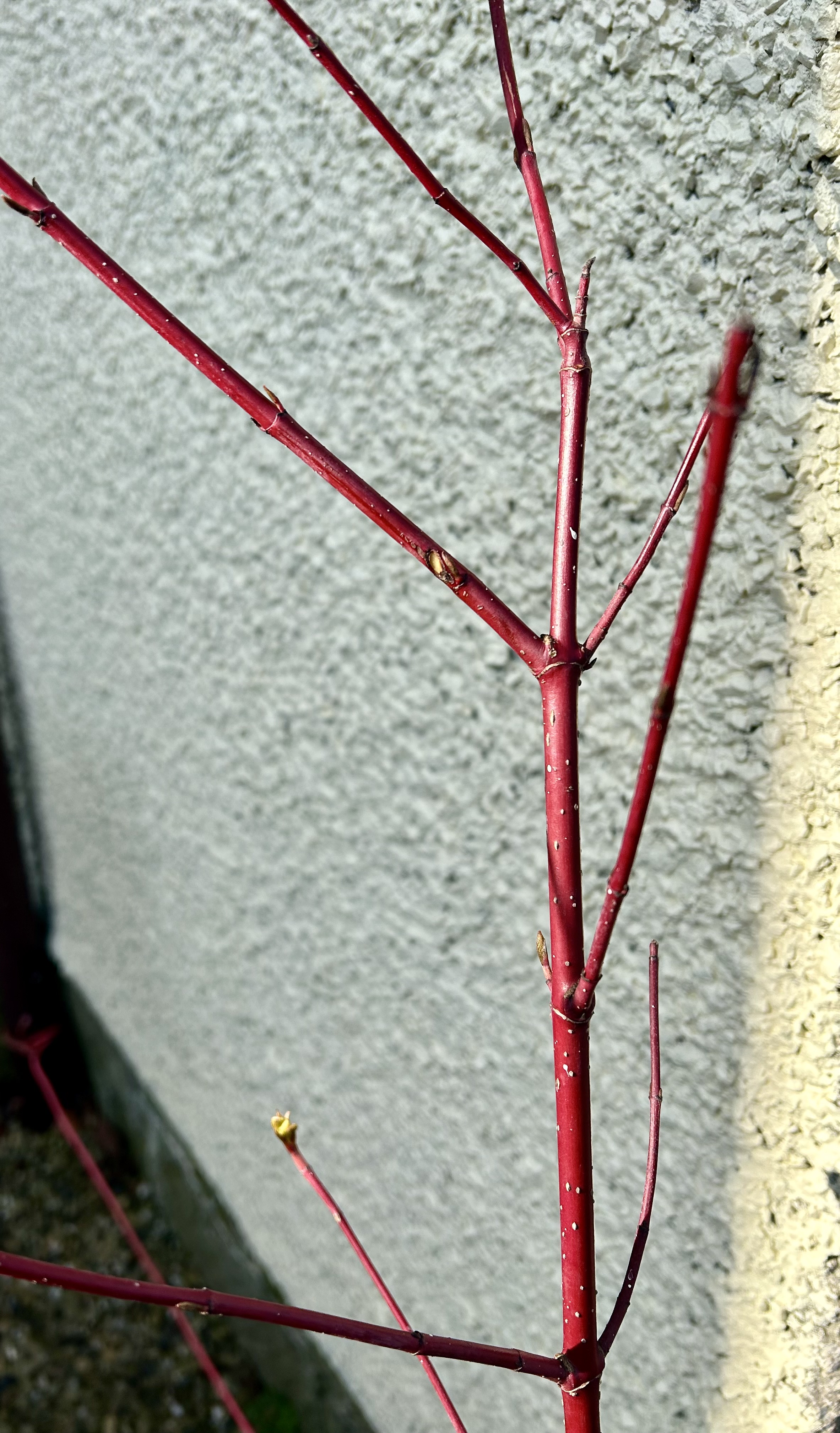 Scarlet cornus stems against a cream wall.