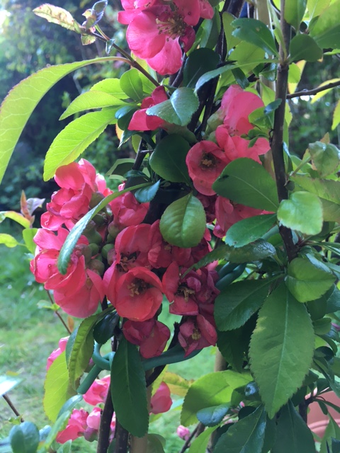 Coral pink quince blossoms on fresh green foliage.