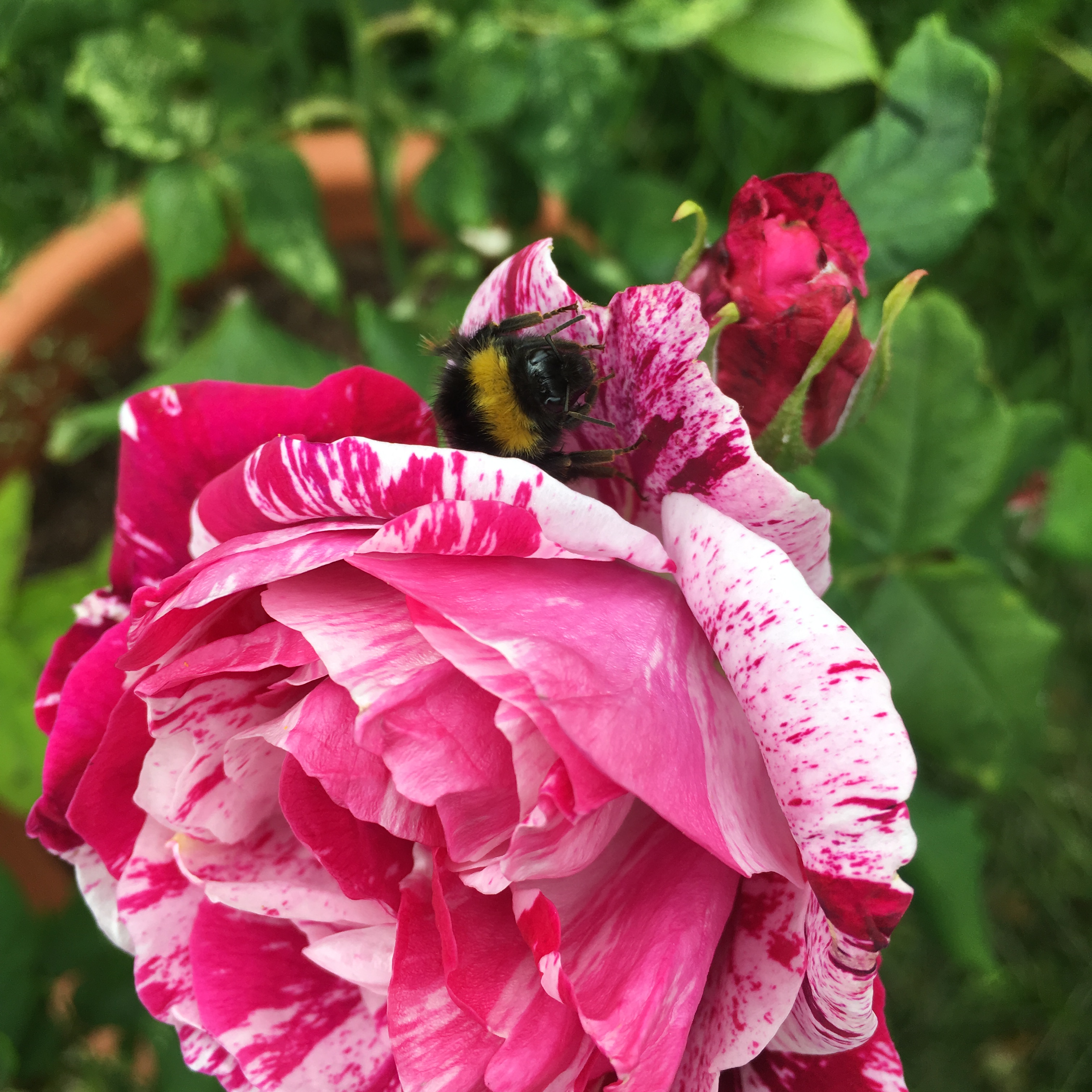 A fluffy bee nestles amongst the petals of a pink and white rose.