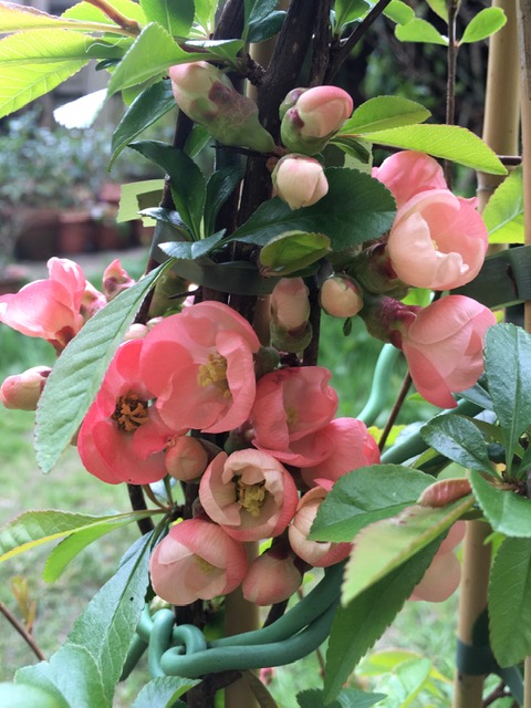 Pale coral pink quince flowers.